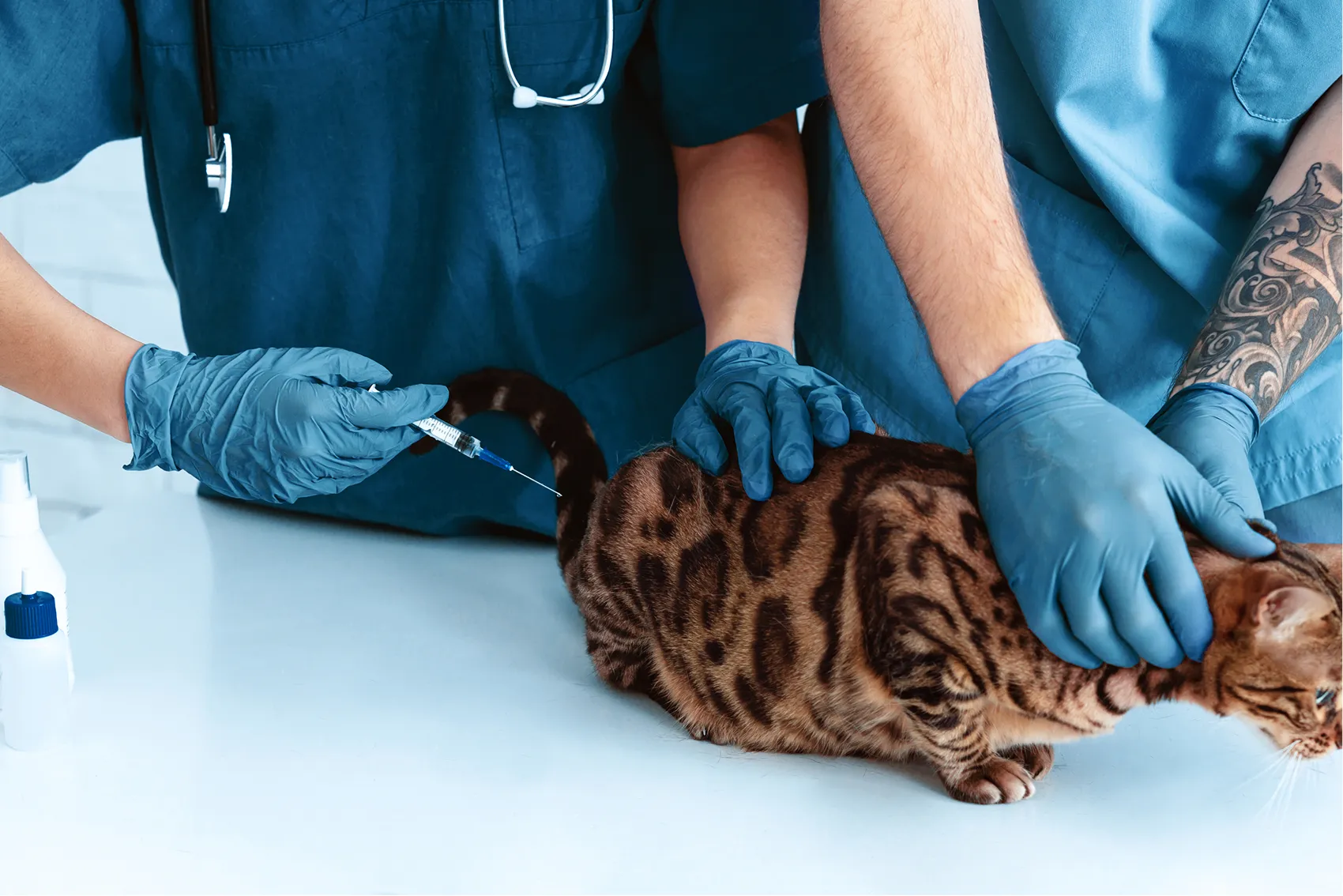 Identification by <b>microchip</b>